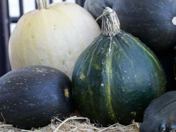 Heirloom Seeds: Who Says a Cucumber Has to Be Green?