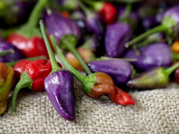 Grow the World’s Rarest Peppers: Yours for $2.50