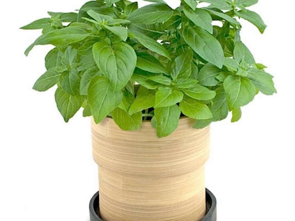 Gift for the Gardener: Instant Indoor Herbs