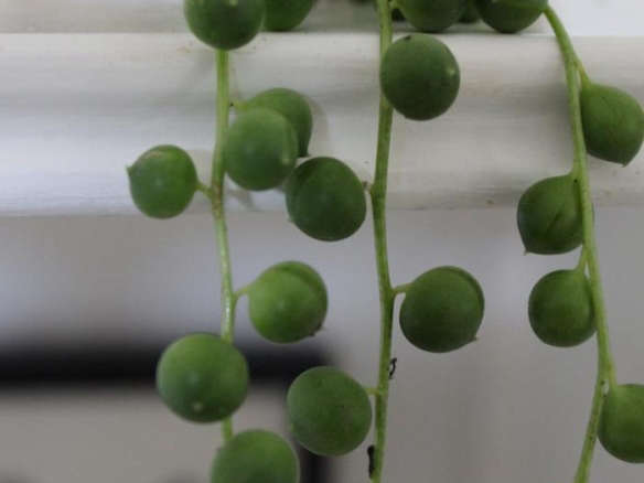 Hirt’s String of Pearls