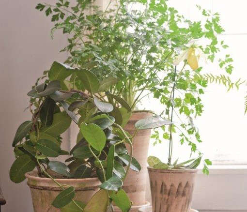 Required Reading: The Unexpected Houseplant
