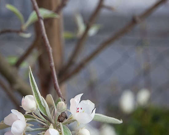 Silver Weeping Pear