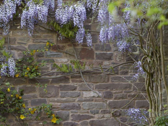 DIY: Train a Wisteria Vine Not to Eat the House