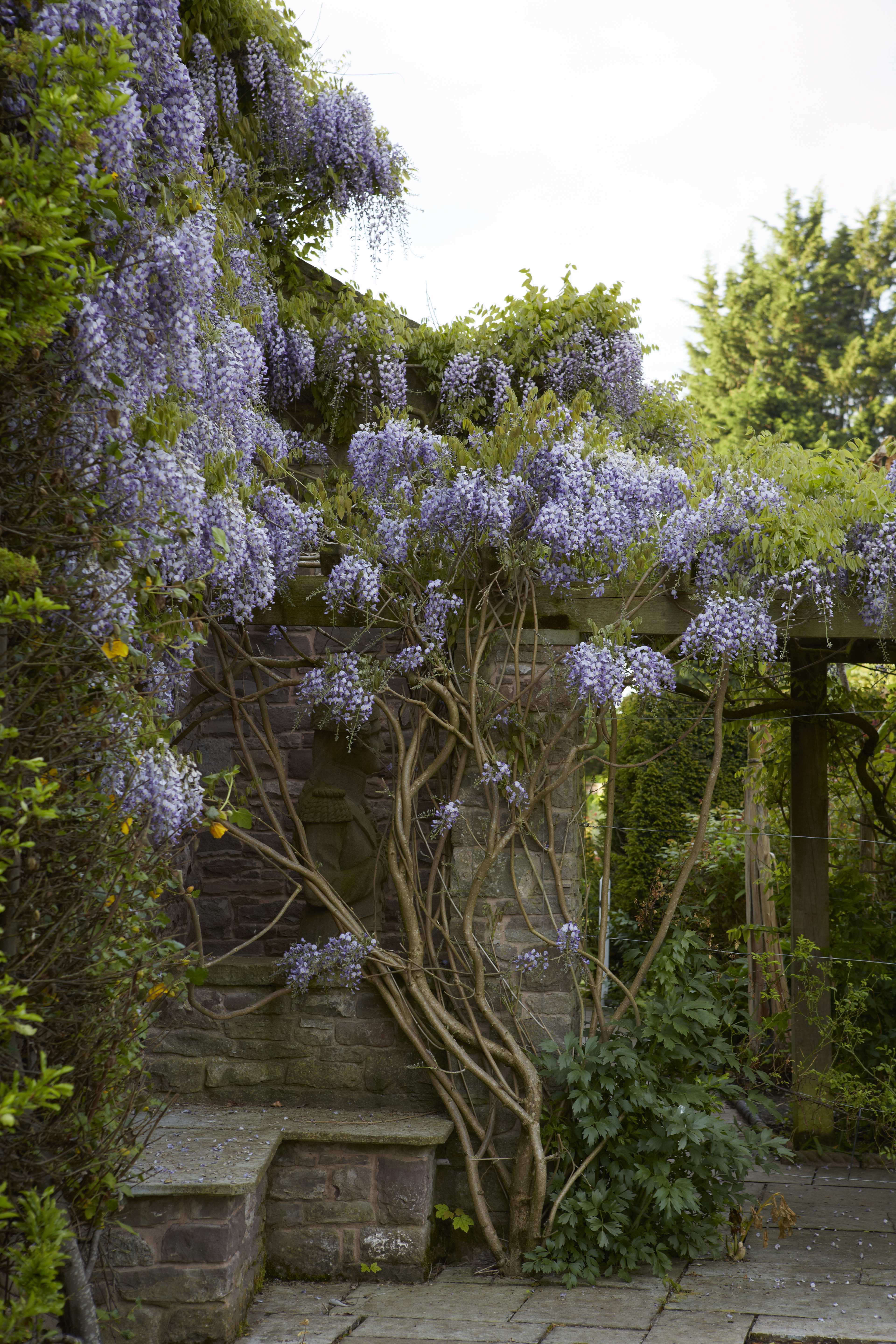 wisteria: how to make it flower - gardenista