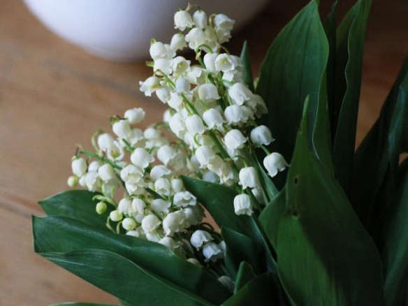 LILY OF THE VALLEY FLOWER PLANT LIVE PIPS SET OF 6 PLUS 2 EXTRA 