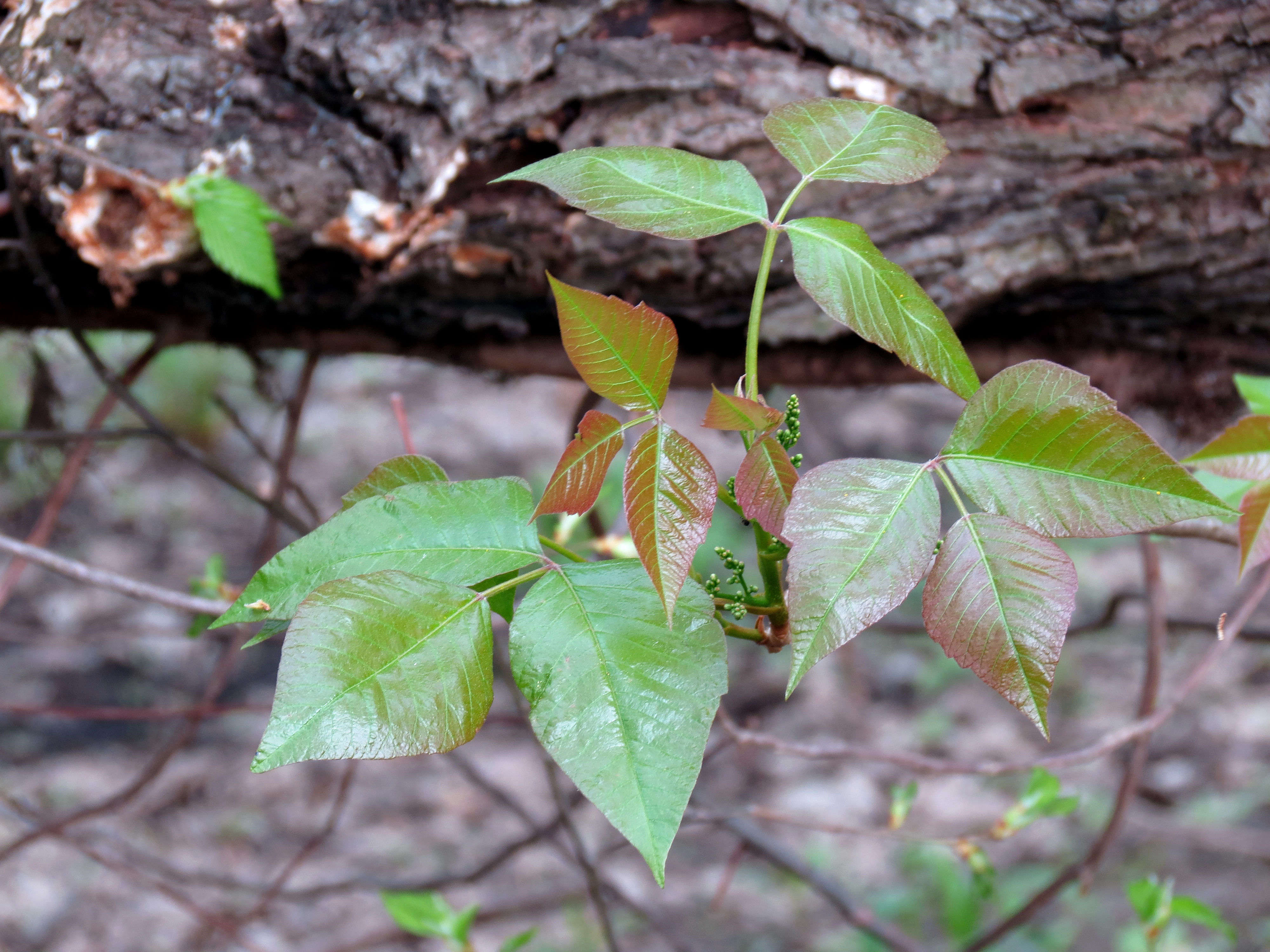 21 Things Nobody Tells You About Poison Ivy   Gardenista