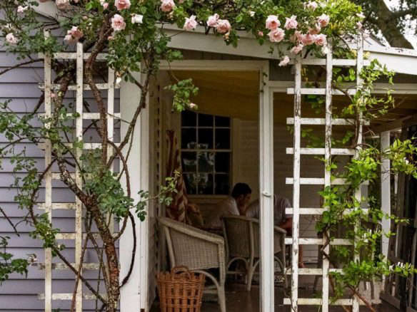 New Dawn Roses: From Trellis to Vase on Cape Cod