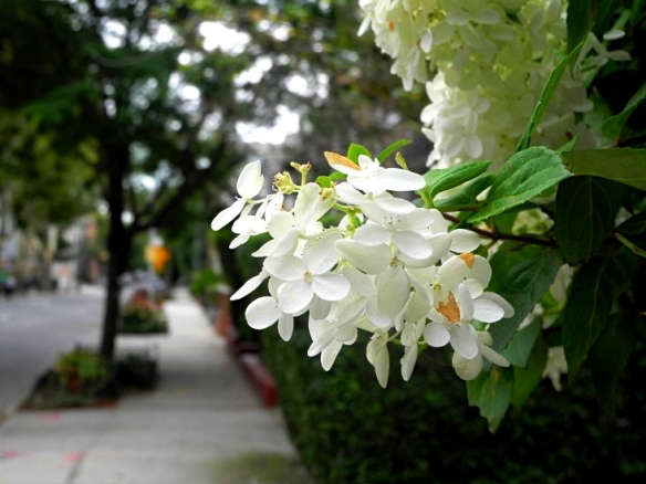 Hydrangeas: 10 Best Flowering Shrubs to Grow