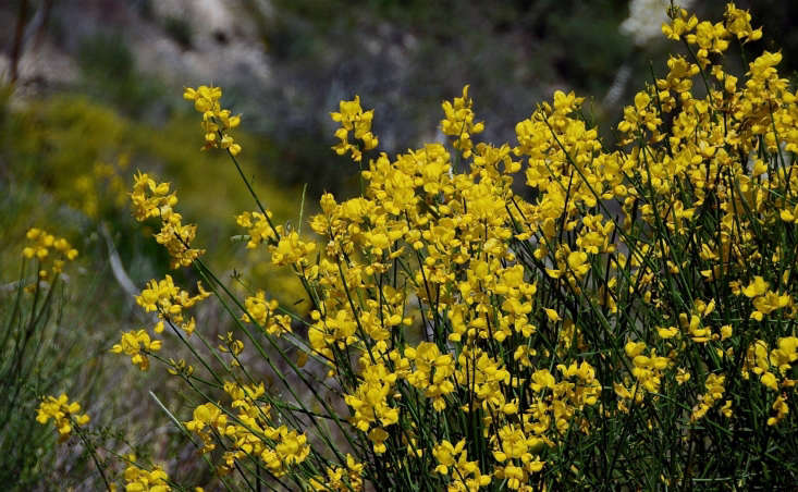 Scotch Broom is invasive; find its alternative in \10 Native Alternatives to Invasive Plants. Photograph by Tdlucas5000 via Flickr.
