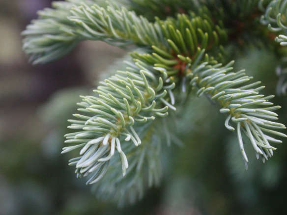5 Favorites: Silvery Conifers