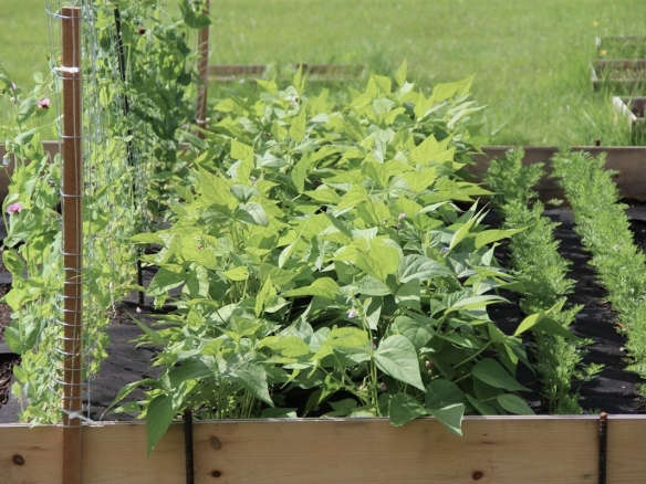 Magic Carpets: Instant Edible Gardens with Roll-out Seedsheets