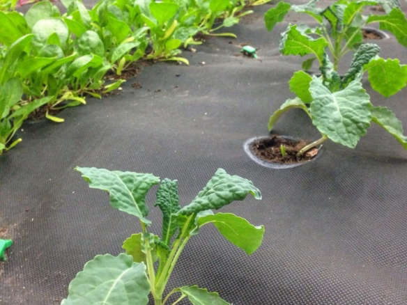 10 ft. x 16 ft. Vegetable / Herb Seedsheet
