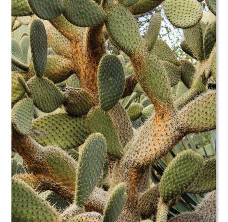 California Cactus No. 7 Printable Poster