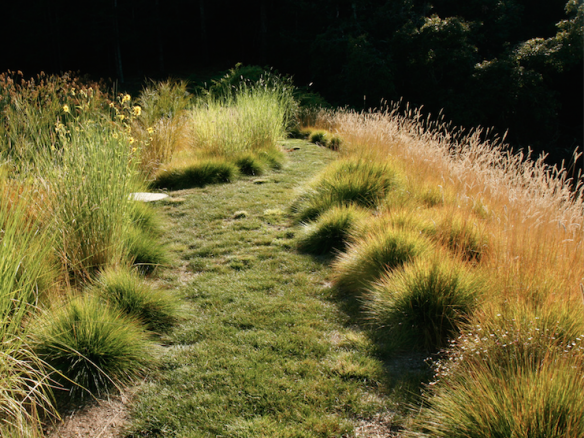 Expert Advice: 8 Tips for a Meadow Garden from Grass Guru John Greenlee