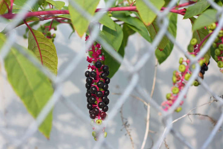 Identify pokeweed in late summer, and come back for its shoots in spring.