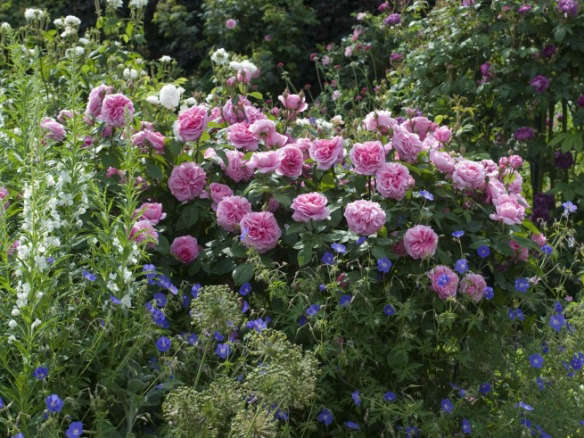 English Gardens: David Austin Roses in Shropshire