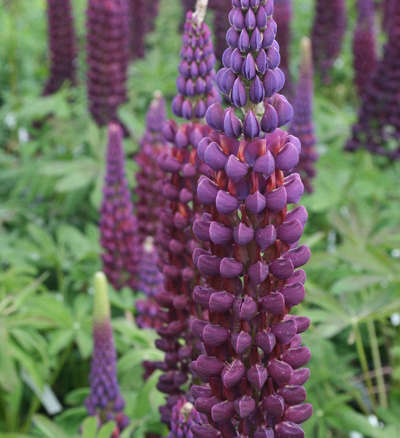 Westcountry Persian Slipper Lupine - Shop Lupine | Spring Hill