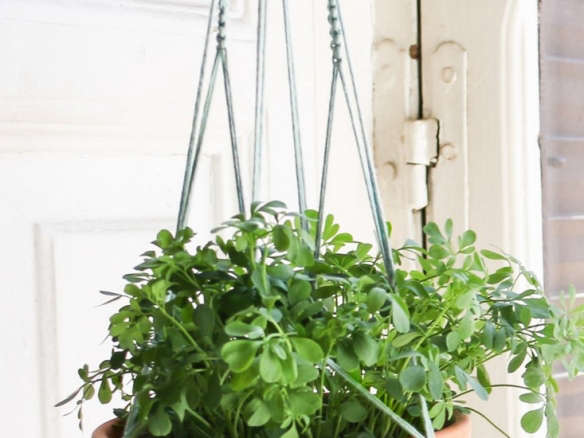Agave Plant Hanger