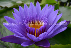 Nymphaea ‘Blue Spider’