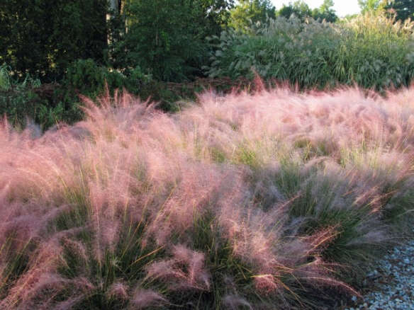 Pink Grasses: 10 Ideas for Muhlenbergia in a Landscape