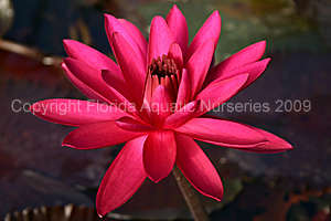 Nymphaea ‘Red Flare’