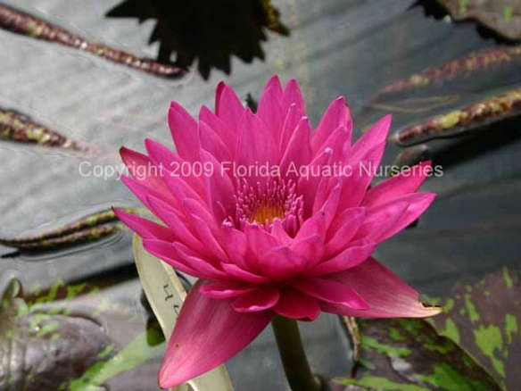 Nymphaea ‘Hot Pink’