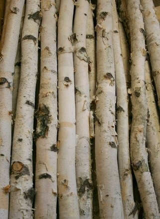 6 Thin White Birch Poles 8'