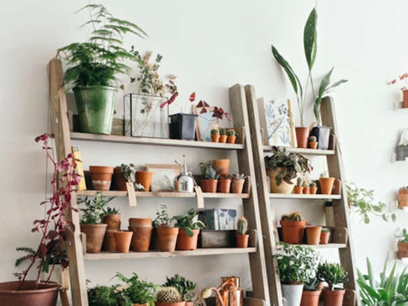 Object of Desire: Wooden Ladder Bookshelf for Plants