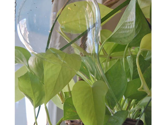 Large Watering Bulb