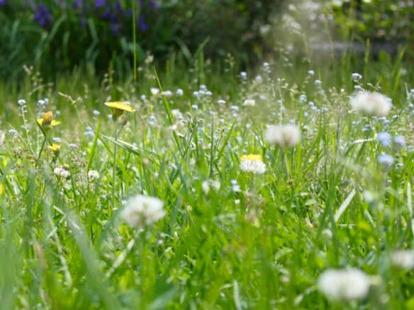Fields of Green: 5 Favorite Lawn Substitutes