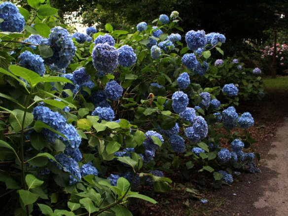 Hydrangeas: How To Change Color from Pink to Blue