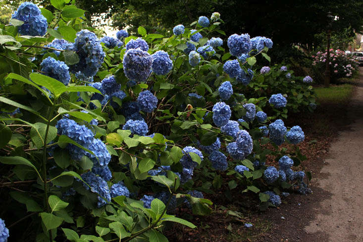 cornwall-hydrangeas-blue-2-gardenista