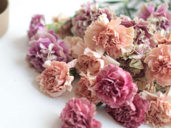 Carnations: Rethinking a Supermarket Flower