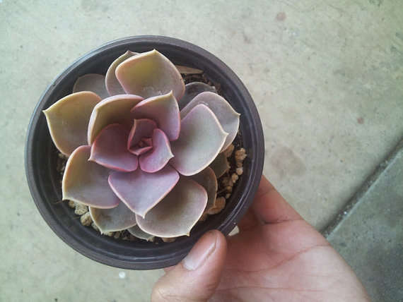 4 pot echeveria hybrid perle von 5 Favorites: Pinkalicious Succulents