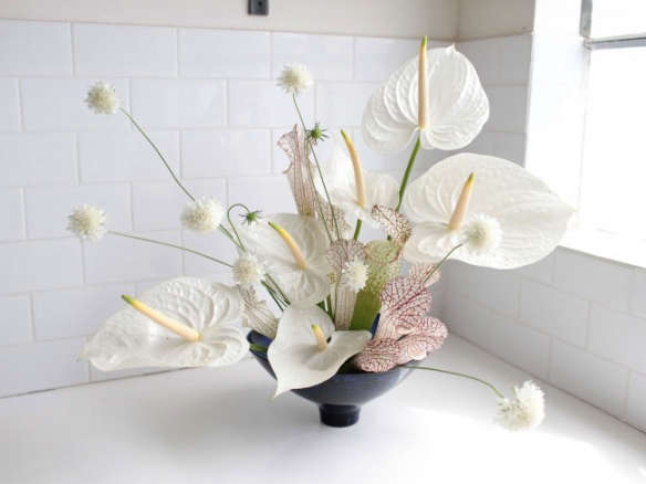 Anthuriums: Rethinking a Hotel Lobby Flower