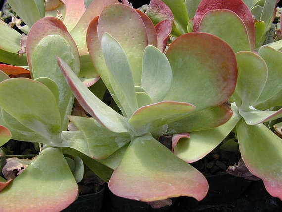 Kalanchoe Luciae Flapjacks Succulent Plant