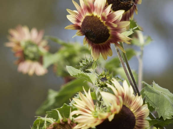 Sunflower Seeds Autumn Beauty