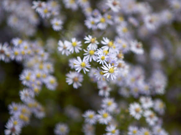 Symphyotrichum ‘Photograph’ Lavender-Blue Flowers