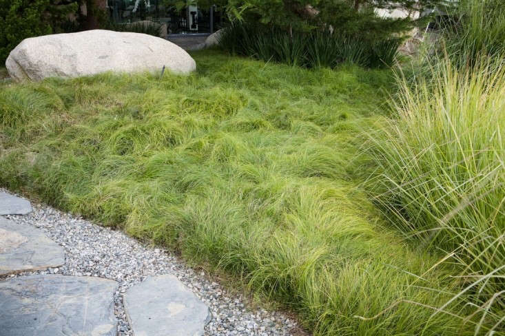 European Meadow Sedge (Carex remota) provides a durable groundcover-cum-mulch despite its fine-textured appearance. Photograph courtesy of Greenlee and Associates, from Gardening \10\1: Carex.