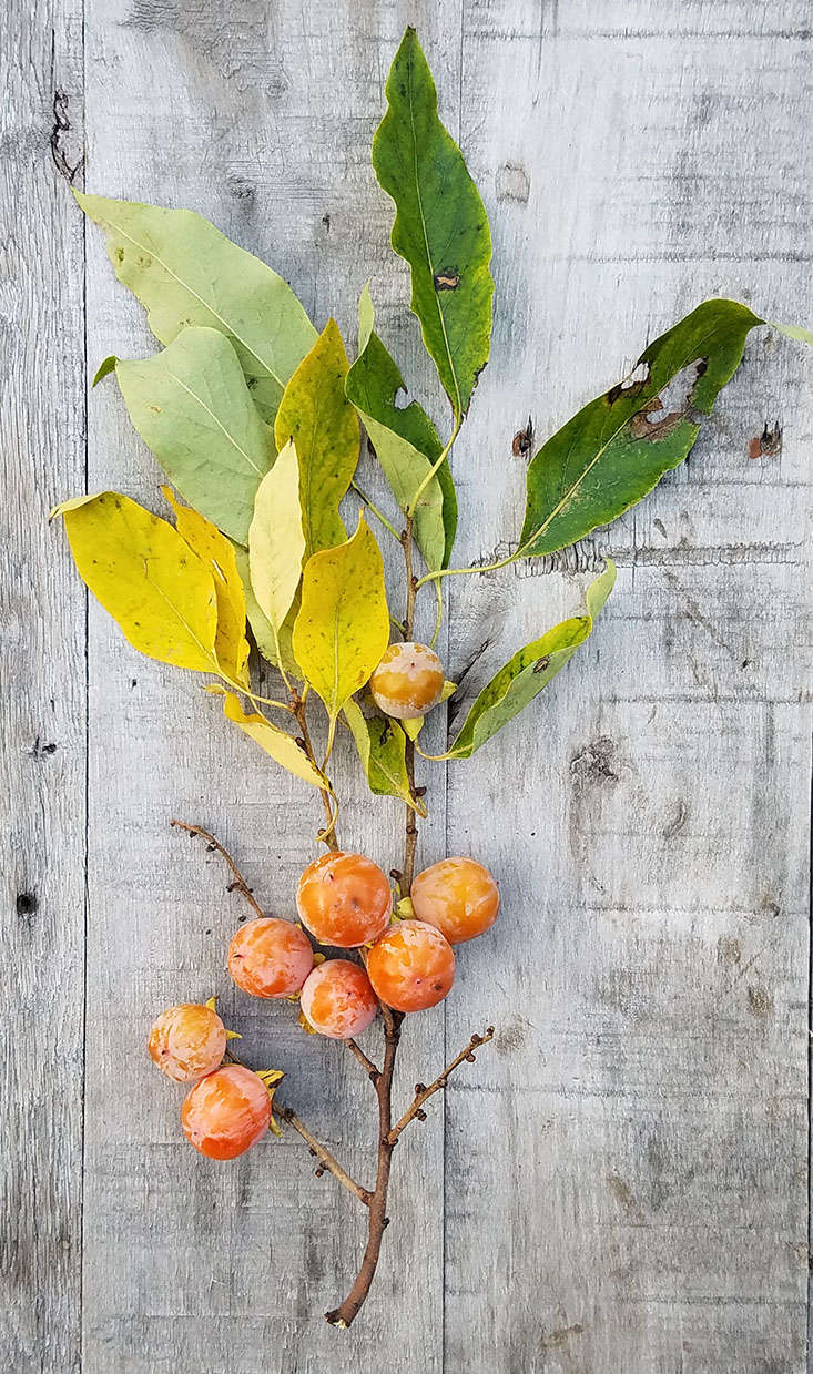 The obvious ornamental appeal of a persimmon tree is its spectacular display of fruit clinging to bare branches well after leaves have dropped. Persimmons are low-maintenance and fairly drought-tolerant.