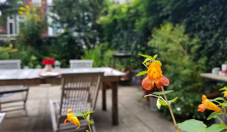 In my garden in Brooklyn jewelweed (Impatiens capensis, planted for hummingbirds) is still blooming.