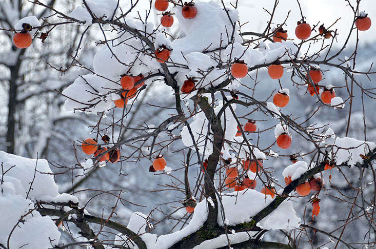 Who needs holiday decorations? Asian persimmon species and cultivars are hardy from USDA zones 7 to \1\1. In cities where artificial heat island effects create warmer microclimates, you may be able to cheat, a little. Photograph by Robert Jackson via Flickr.