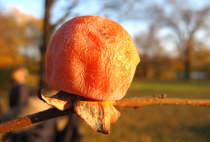 For cold climate gardeners, however, it is the American persimmon—D. virginiana—which comes to the rescue.  It is hardy to the bone-chilling USDA zone 4.  Picked well into winter, the fruit&#8\2\17;s flesh is very flavorful and easy to process, and virtually seed-free. To preserve a windfall, push the ripe persimmons through a colander or sieve after pureeing, and freeze the pulp for later use.