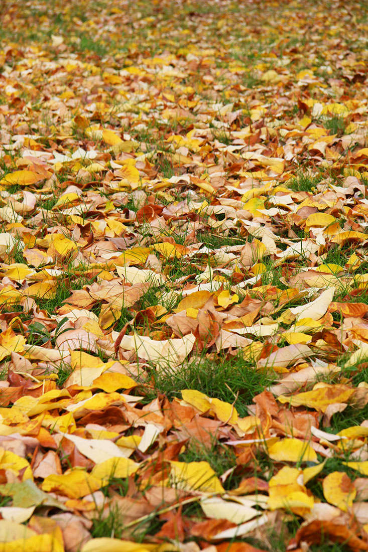 Collect fallen leaves and layer them in your compost pile, or keep a leaf-only pile. For large amounts of leaves, shred them to speed decomposition. Or simply scatter a layer of leaves over your planting beds as a light mulch.