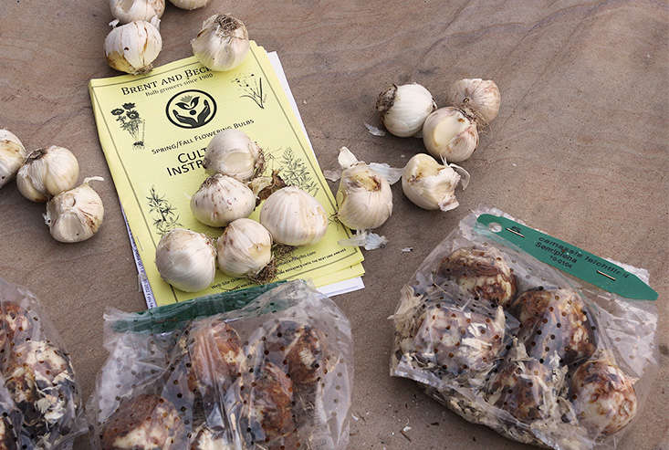 Order and plant bulbs a couple of weeks before the first average frost date for your USDA growing zone. Most bulbs will ship at the right time to be planted.