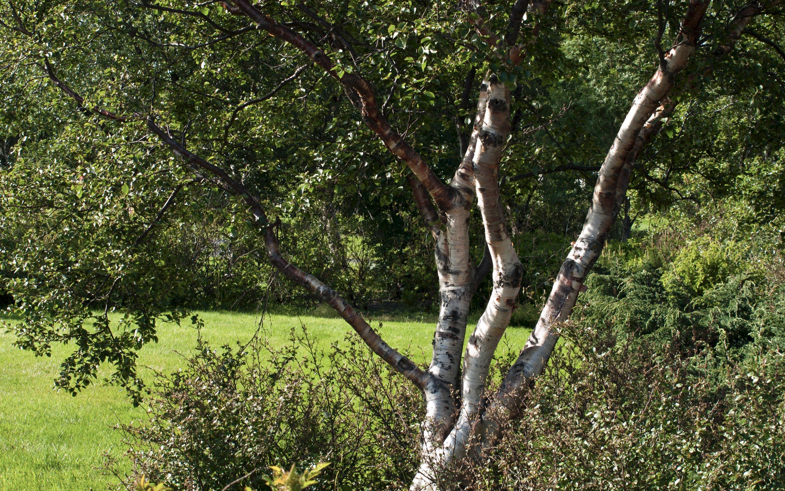 https://www.gardenista.com/wp-content/uploads/2016/11/birch-tree-axel-kristinsson-flickr.jpg