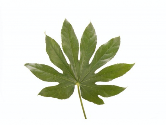 Aralia Artificial Leaf Bundle 32cm x 6 Stems 