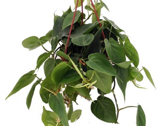 Heart Leaf Philodendron – 6 in. Hanging Basket