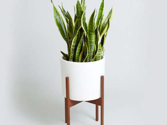 The Case Study Cylinder with Snake Plant