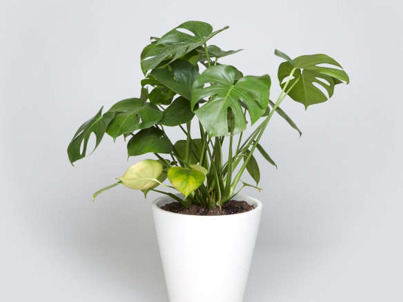 The Case Study Funnel with Monstera Plant